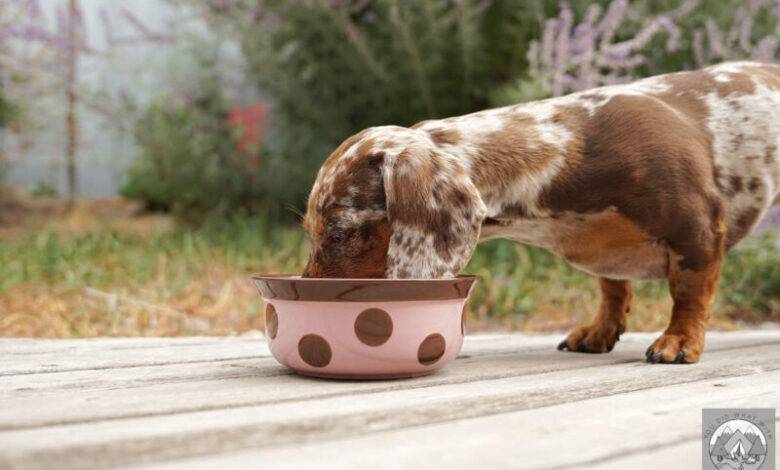 Why Does My Dachshund Cough After Drinking Water?