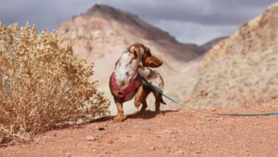 Why Dachshunds Lift a Front Paw: Decoding the Behavior