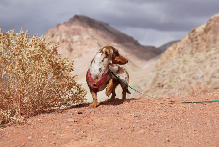 Why Dachshunds Lift a Front Paw: Decoding the Behavior Why Dachshunds Lift a Front Paw: Decoding the Behavior