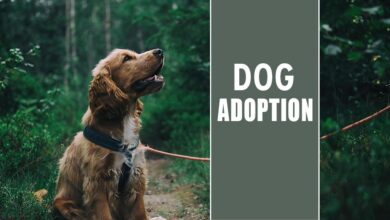 Thinking Of Adopting A Dog? Here Are The Things You Need To Do