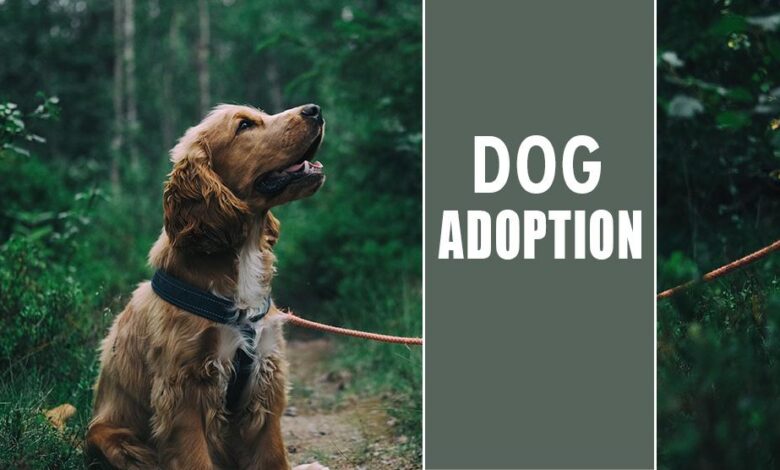 Thinking Of Adopting A Dog? Here Are The Things You Need To Do