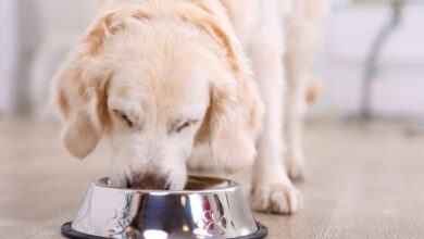 Why Won’t My Dog Eat His Food? – SitDropStay