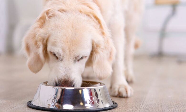 Why Won’t My Dog Eat His Food? – SitDropStay Why Won’t My Dog Eat His Food? – SitDropStay