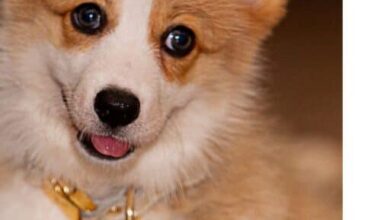 2025 Dog Names Trends – House that Barks