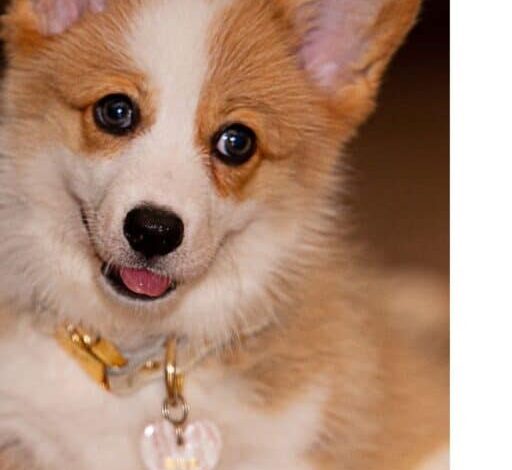 2025 Dog Names Trends – House that Barks