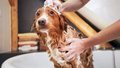 Why Pet Owners Adore The Dog House Pet Salon