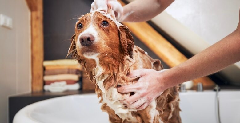 Why Pet Owners Adore The Dog House Pet Salon Why Pet Owners Adore The Dog House Pet Salon