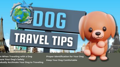 Dog Travel Tips for Traveling with a Dog