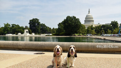Two Trips To Washington DC Oh My!