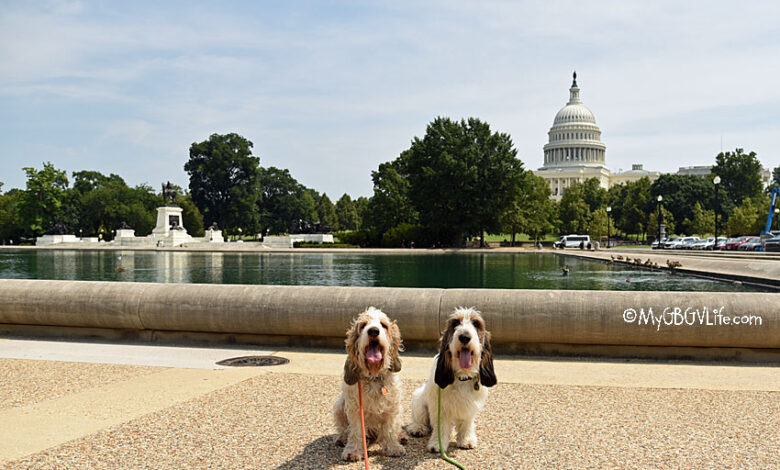 Two Trips To Washington DC Oh My!