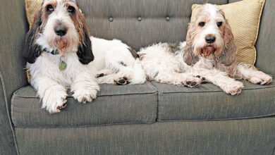 A Nice Couch For Two