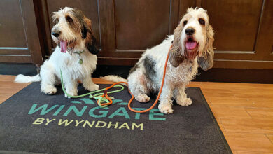 We’re Thankful For Good Dog Friendly Hotels