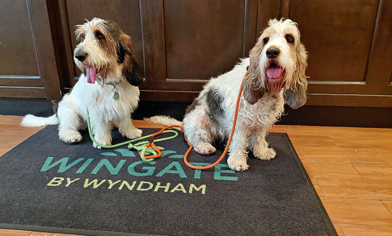 We’re Thankful For Good Dog Friendly Hotels