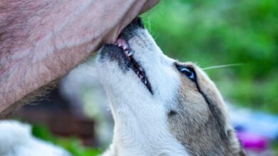 Cobbing in Dogs – Whole Dog Journal