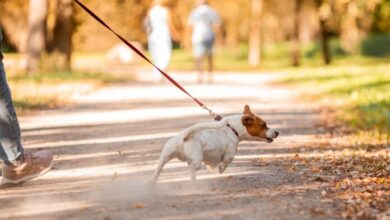 Best Affordable No-Pull Dog Harness