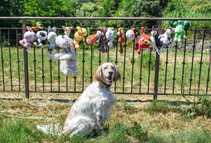 How to Wash Dog Toys