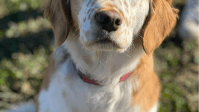 The Most Awesome Hybrid Dog Breed Ever