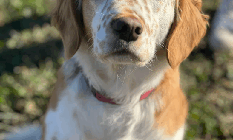 The Most Awesome Hybrid Dog Breed Ever