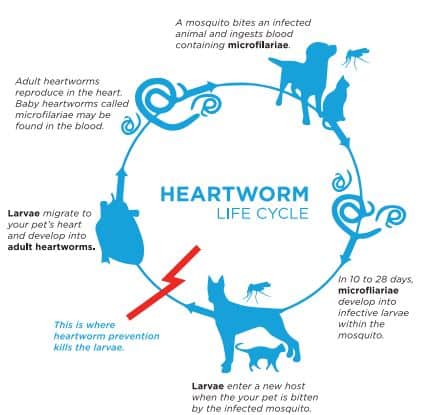 Heartworm Prevention & Treatment in Houston Heartworm Prevention & Treatment in Houston