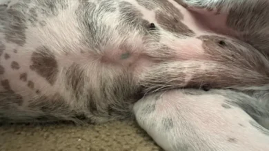 Do Dogs Have A Belly Button? Here’s the Innies and the Outies 🐾 Little Dog Tips