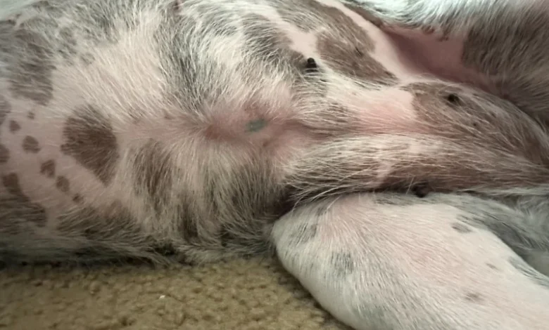 Do Dogs Have A Belly Button? Here’s the Innies and the Outies 🐾 Little Dog Tips Do Dogs Have A Belly Button? Here’s the Innies and the Outies 🐾 Little Dog Tips