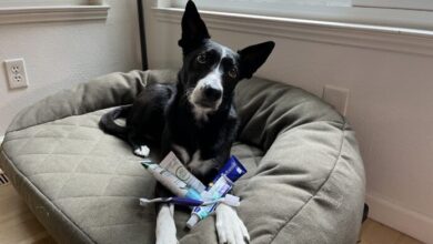 Best Toothpastes for Dogs – Whole Dog Journal