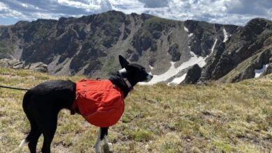 The 5 Best Dog Packs for Hiking