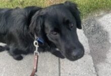 June 2025 – Future Leader Dog Gram Update June 2025 – Future Leader Dog Gram Update