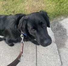 June 2025 – Future Leader Dog Gram Update