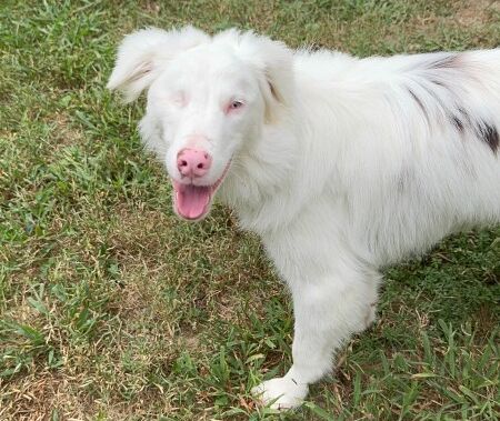 Micah – VA – Deaf Dogs Rock