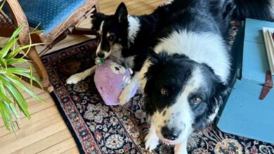 Skipper Dipper Dee and the Bucket Game