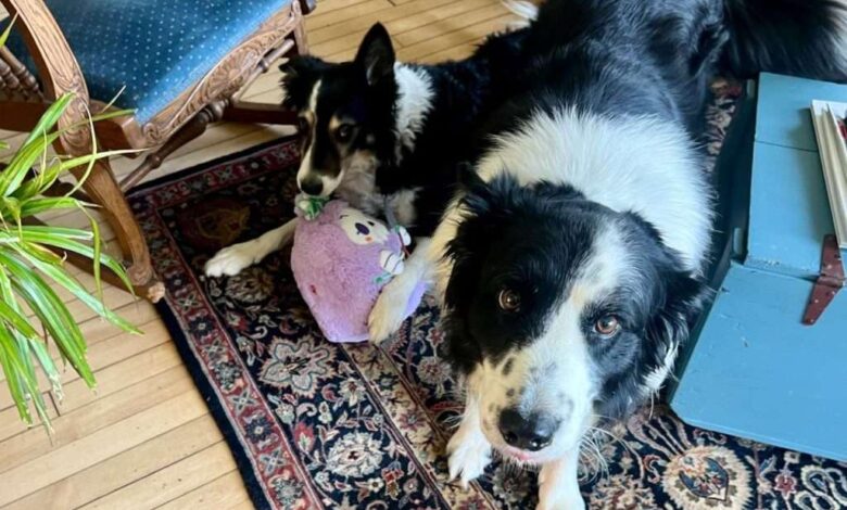 Skipper Dipper Dee and the Bucket Game