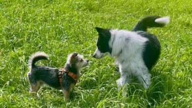Canine Introductions -Don’t be a Primate!