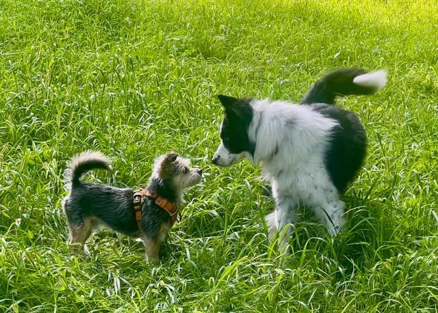 Canine Introductions -Don’t be a Primate!