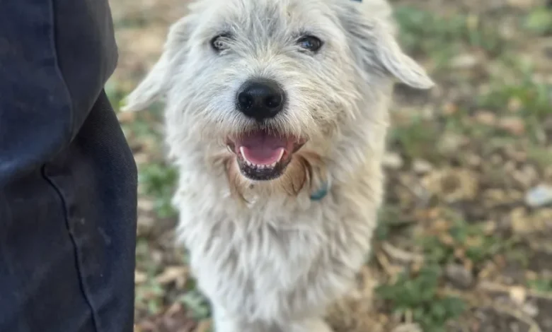 3 year old male Terrier Cross available for adoption 3 year old male Terrier Cross available for adoption