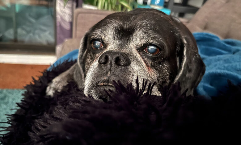 Organization Solutions in My Dog-Friendly Home that Just Make Sense