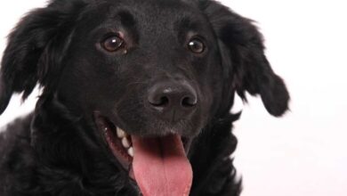 What To Expect From These Friendly Dogs