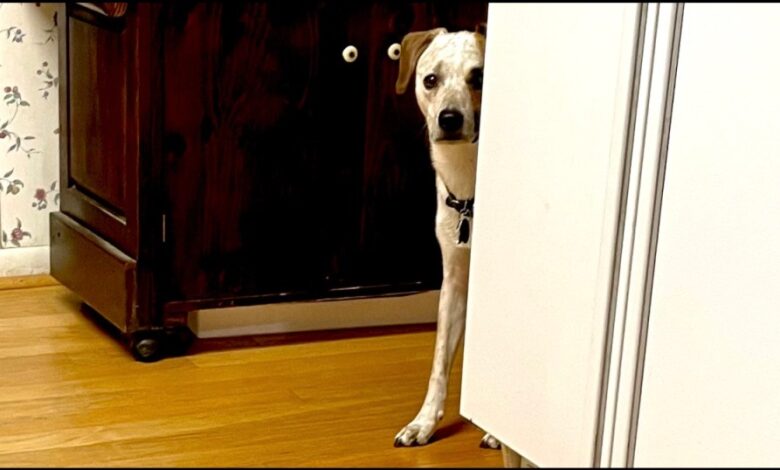 The Myth of the Happy Hiding Place The Myth of the Happy Hiding Place