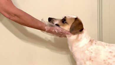 Over-The-Top Overshadowing: How I Solved the Problem