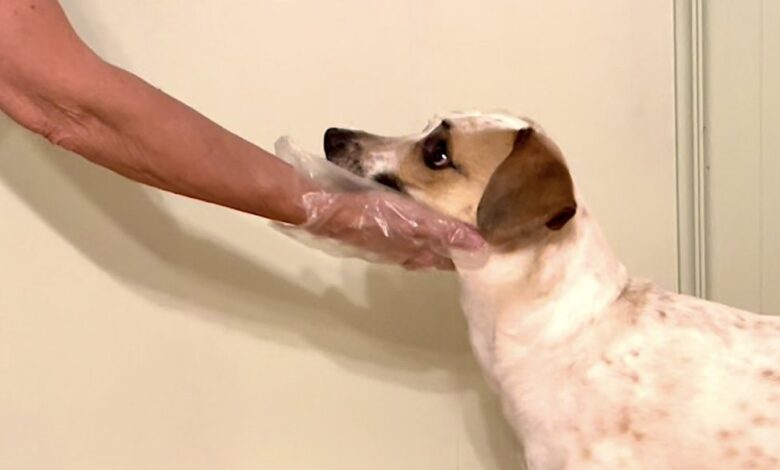 Over-The-Top Overshadowing: How I Solved the Problem Over-The-Top Overshadowing: How I Solved the Problem