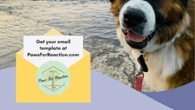 EMAIL TEMPLATE: Contact your MP about online misinformation