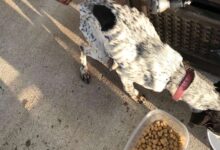 What’s Your Favorite “Trick” to Teach Your Dog What’s Your Favorite “Trick” to Teach Your Dog