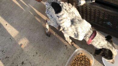 What’s Your Favorite “Trick” to Teach Your Dog