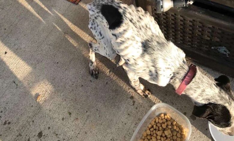 What’s Your Favorite “Trick” to Teach Your Dog What’s Your Favorite “Trick” to Teach Your Dog