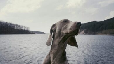 Weimaraner Dog Names: My Complete Guide to Unique, Cute, and Classic Ideas