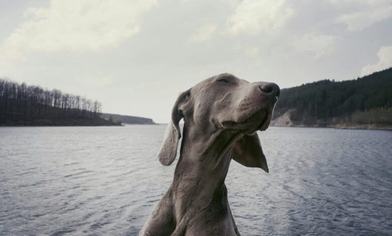 Weimaraner Dog Names: My Complete Guide to Unique, Cute, and Classic Ideas