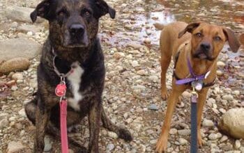 Top Dog Friendly Things To Do In New England