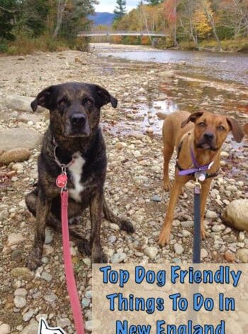 Top Dog Friendly Things To Do In New England