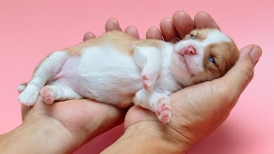 Newborn Puppy: What Are The First 24 Hours Like?