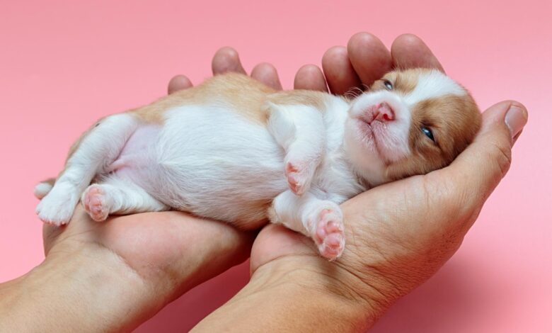 Newborn Puppy: What Are The First 24 Hours Like? Newborn Puppy: What Are The First 24 Hours Like?